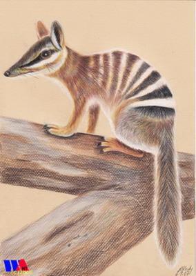 numbat