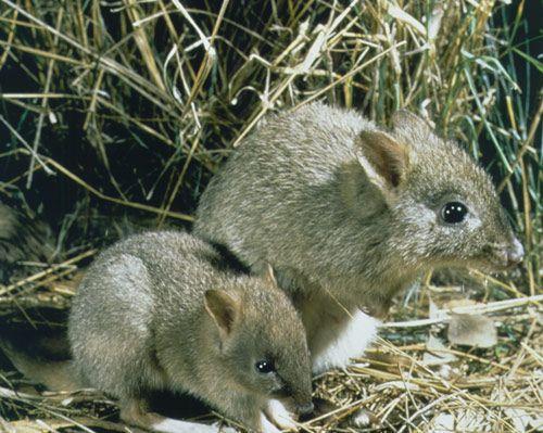 brush-tailed bettong