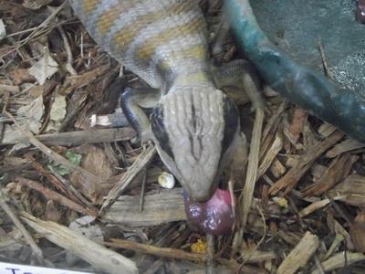 Feeding time for the lizards