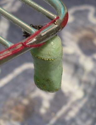 Monarch pupae