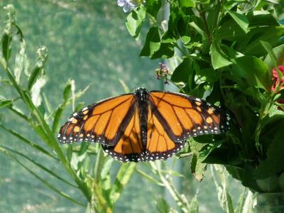 Monarch butterfly