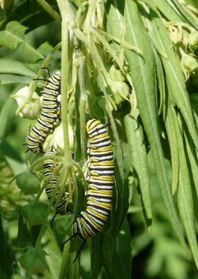 Monarch caterpillar