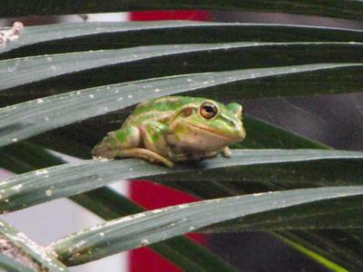 Motorcycle Frog