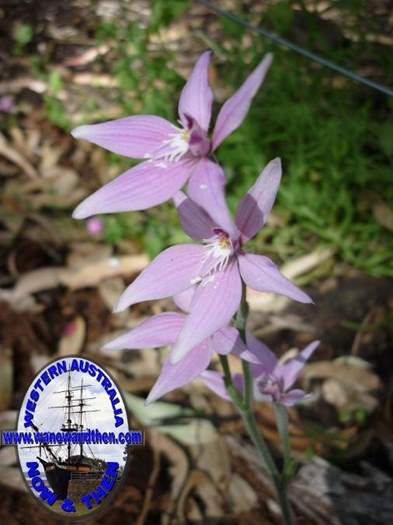 Pink fairy orchids