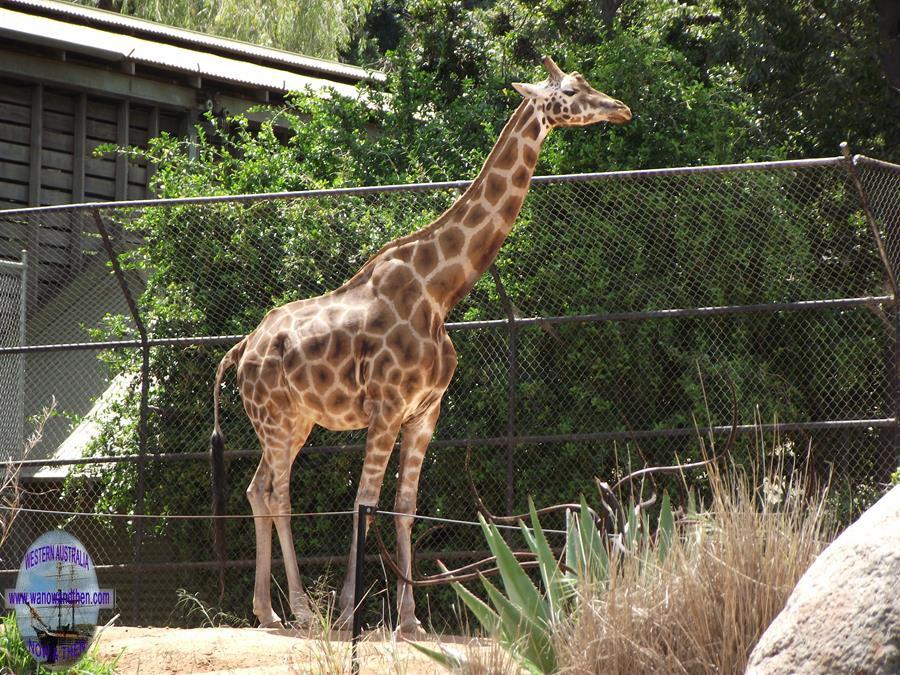 Perth Zoo photo gallery