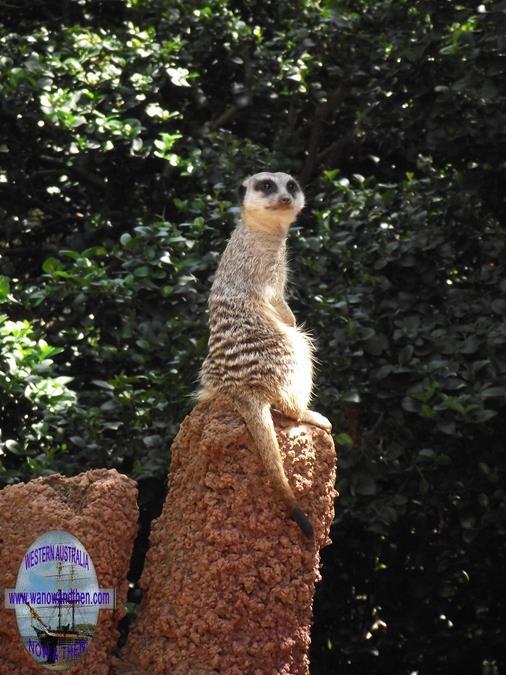 The Perth Zoo