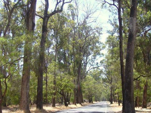 Ludlow Tuart Forest