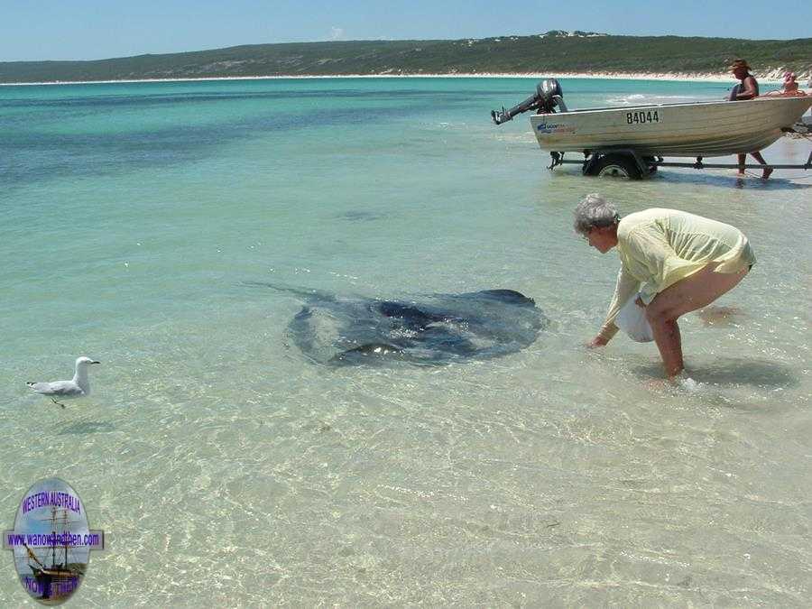 Stingrays of Hamelin Bay