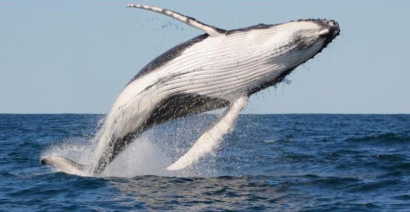 Whale breaching