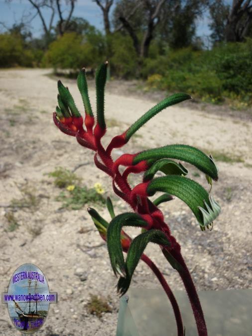 Kangaroo Paw