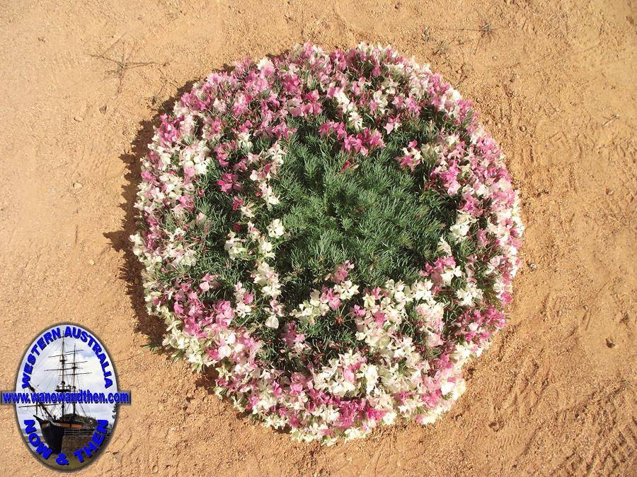 wreath leschenaultia