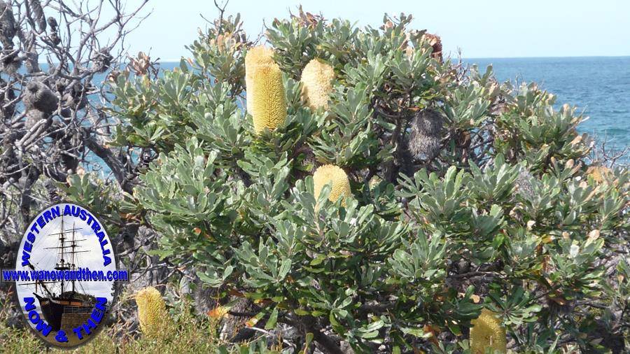 Banksia - D'Entrecasteaux National Park